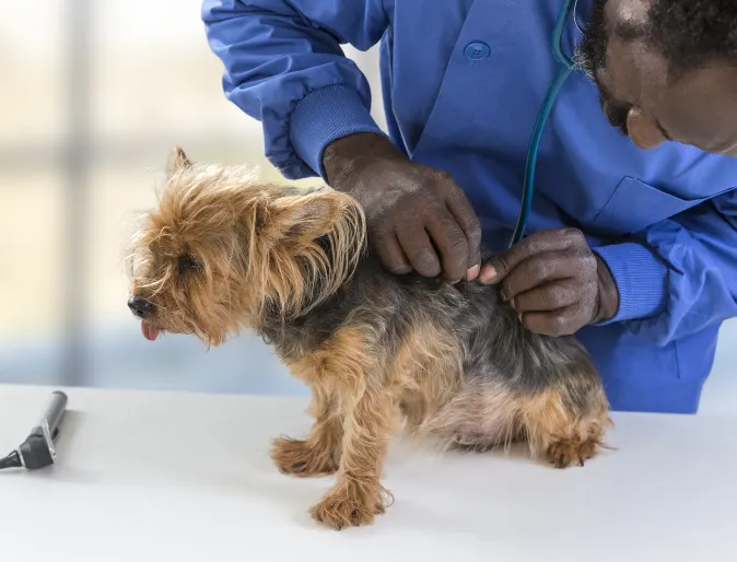Dog on table being checked for ticks